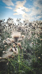 Field covered with white aild flowers