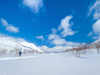 Fototapeta na wymiar Man skiing in the middle of snowfield (Niseko, Hokkaido, Japan)