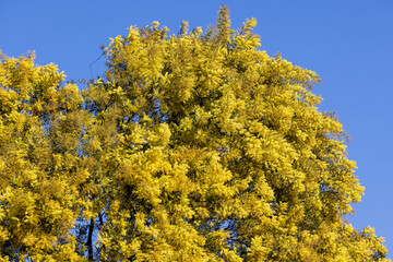 Australian Acacia or Wattle tree in flower