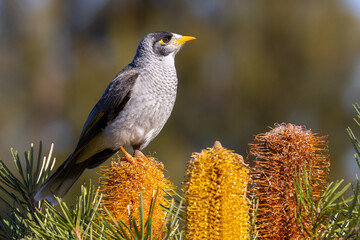 Australian Noisy Miner perched on Hairpin Banksia flowers