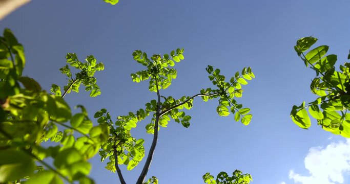 green foliage and walnut flowers during flowering, close-up of a Manchurian walnut with green foliage and flowers in the shape of earrings