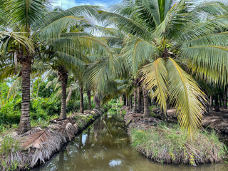 coconut farm coconut plantation 