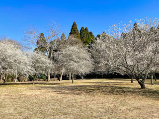 公園の梅林