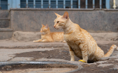 Fototapeta premium Cat looking curious on the road. cat looking side view.