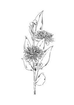 Myrtle flower branch in a line sketch engraved style isolated