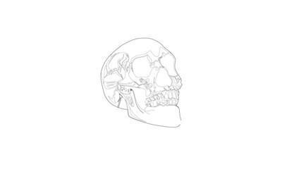 Skull sketch