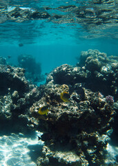 Fototapeta na wymiar beautiful yellow fish at the bottom of the red sea