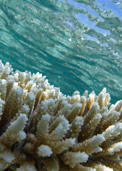beautiful live coral at the bottom of the red sea