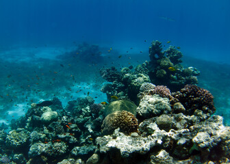 Fototapeta na wymiar coral reef in the red sea