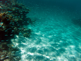 school of fish in the red sea in the sinai