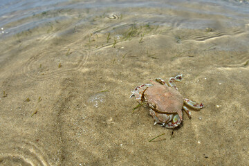 flat crab in clear water