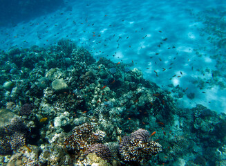 Obraz premium school of fish in the red sea in the sinai in egypt
