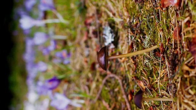 Vertical video psychedelic mushrooms in the forest or psilocybe medullosa, hallucinogenic mushrooms