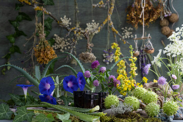 
Láthyrus praténsis. Láthyrus sylvéstris. Vicia cracca. Trifolium rubens. Hypericum.Knáutia....