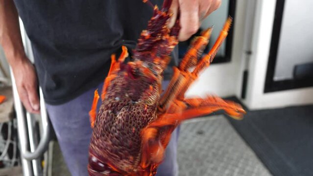 Catching live Lobster in America. Fishing crayfish in Tasmania Australia. ready for chinese new year close up