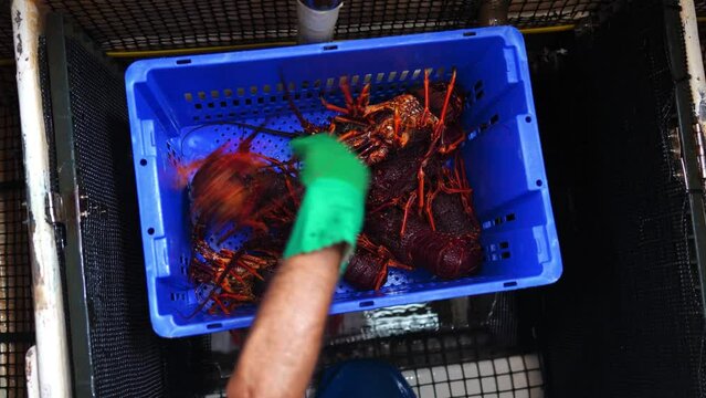 Catching live Lobster in America. Fishing crayfish in Tasmania Australia. ready for chinese new year close up