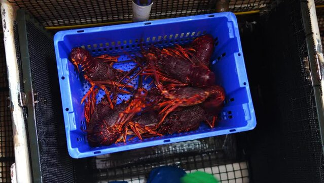Catching live Lobster in America. Fishing crayfish in Tasmania Australia. ready for chinese new year close up