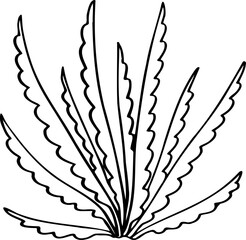 hand drawn plant illustration.