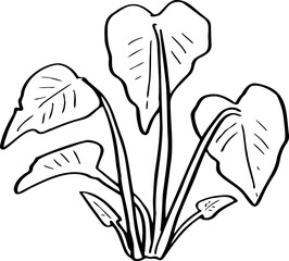 hand drawn plant illustration.