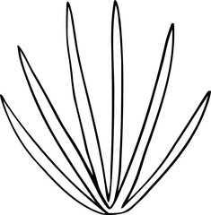 hand drawn plant illustration.
