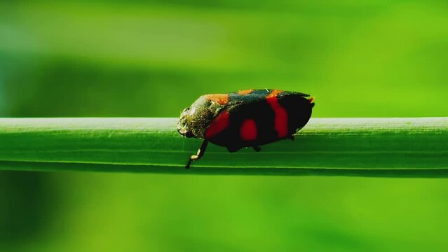 Vertical video close up shot of cercopis vulnerata or cicada sits on a thin stalk and pisses        