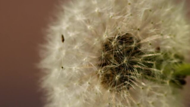 Vertical close up of dandelion seed