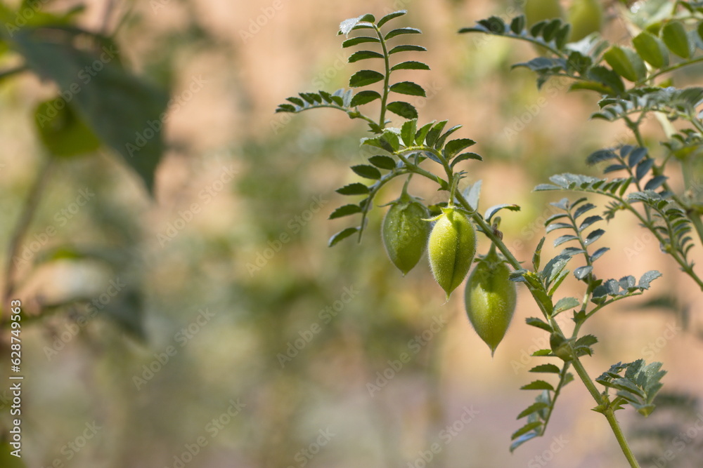 Wall mural growing chickpeas. chickpea beans in a green shell grow on a bush in a farm.