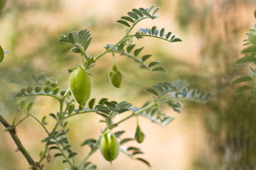 Growing chickpeas. Close-up. Chickpea beans in a green shell grow on a bush in a farm. The background is beautifully blurred. 