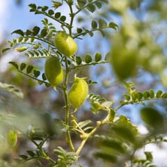 Growing chickpeas. Close-up. Chickpea beans in a green shell grow on a bush in a garden bed. 