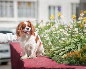 Portrait of Cavalier King Charles Spaniel in daisies.