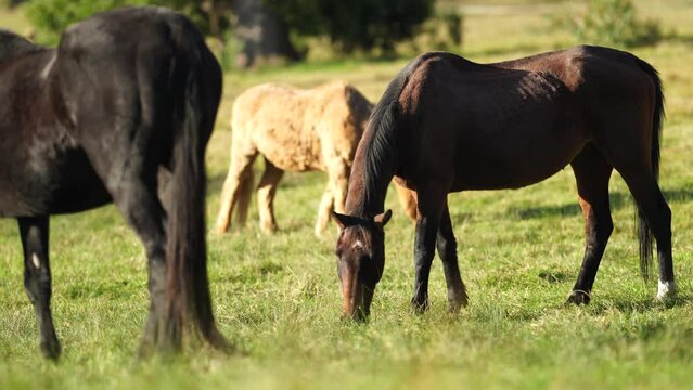 Wild horses grazing in a field on grass on a ranch in America.