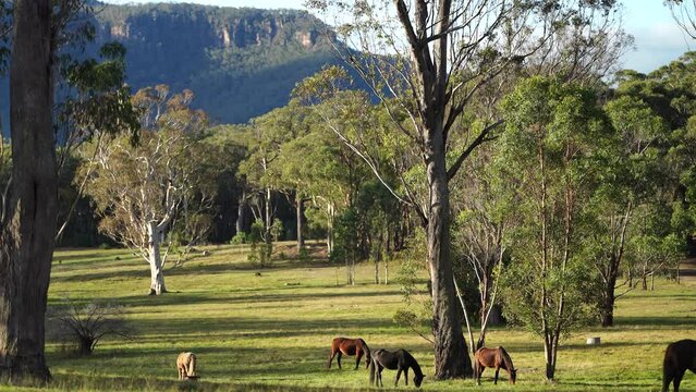 Wild horses grazing in a field on grass on a ranch in America.