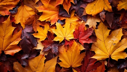 Naklejka na ściany i meble Dry maple leaves autumnal background , generative AI