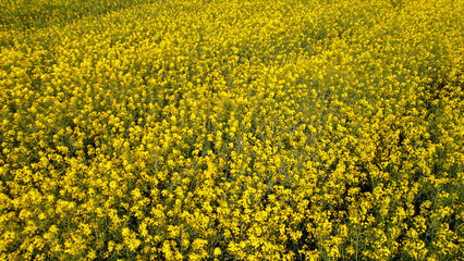 Aerial view Gorgeous yellow canola field blooming rapeseed farm backlit with sunset light. Big...