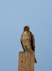 red tailed hawk