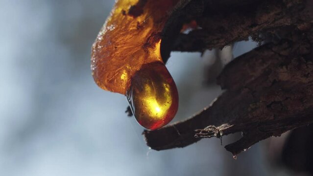 Wood resin close up in shining rays of sun