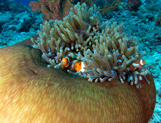 Naklejka na ściany i meble Pair of False clown anemonefish in anemone Boracay Island Philippines