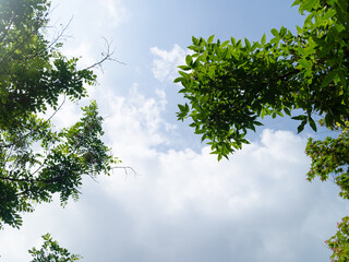 나뭇잎과 하늘