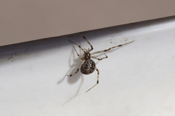 Closeup Common house spider, American house spider (Parasteatoda tepidariorums). Family tangle-web spiders, cobweb spiders, comb-footed spiders (Theridiidae). Partly white background.