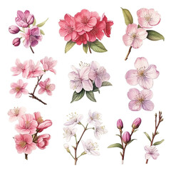 Set of floral watecolor. Sakura blossom flower and leaves. generative ai.