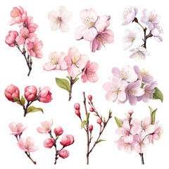 Set of floral watecolor. Sakura blossom flower and leaves. generative ai.