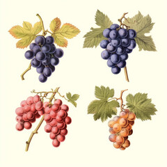 Obraz premium Drawing of Bunches of grapes on a white background. generative ai.