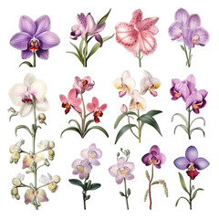 orchid flower set watercolor vector illustration.isolated white background. Generative ai.