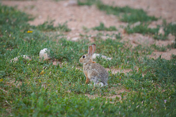 rabbit in the grass