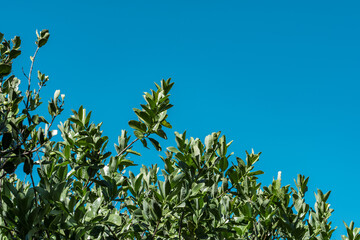 Santalum paniculatum is an evergreen shrub or a tree, Puʻu Huluhulu is a volcanic cone located near the center of the Island of Hawaii. sandalwood. Native Hawaiian Plant