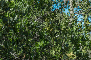 Santalum paniculatum is an evergreen shrub or a tree, Puʻu Huluhulu is a volcanic cone located near the center of the Island of Hawaii. sandalwood. Native Hawaiian Plant