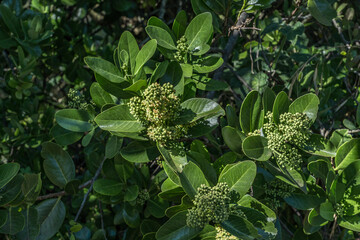 Santalum paniculatum is an evergreen shrub or a tree, Puʻu Huluhulu is a volcanic cone located near the center of the Island of Hawaii. sandalwood. Native Hawaiian Plant