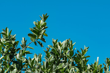 Santalum paniculatum is an evergreen shrub or a tree, Puʻu Huluhulu is a volcanic cone located near the center of the Island of Hawaii. sandalwood. Native Hawaiian Plant