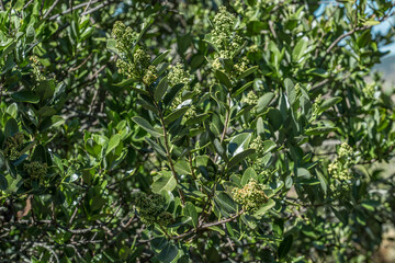 Santalum paniculatum is an evergreen shrub or a tree, Puʻu Huluhulu is a volcanic cone located near the center of the Island of Hawaii. sandalwood. Native Hawaiian Plant