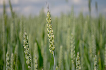 Close-up of fresh ears of young green wheat in the field. Agricultural scene.